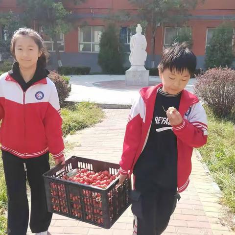 金秋采摘品甜蜜 一草一木皆育人——固城店中心小学山楂采摘节