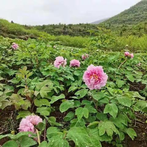 洋湖镇积极探索观赏牡丹引种驯化工作