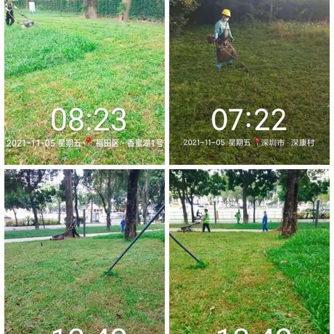 香蜜湖2021年11月5日工作小结—绿雅生态