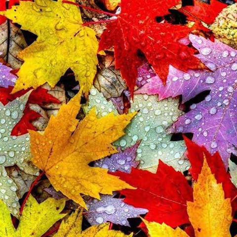 完美时光——《枫叶🍁吊环》