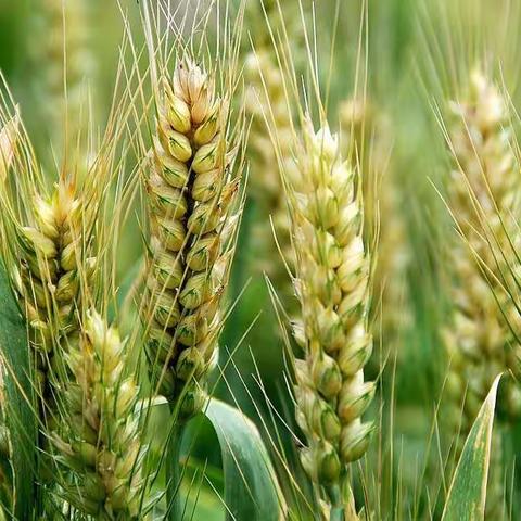 完美时光——《种小麦🌾》