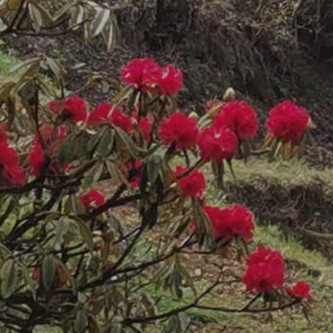 看花的季节来看花