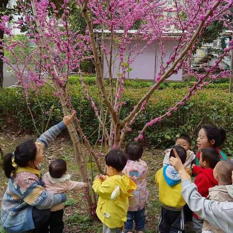 时光恰好，遇见春天——德雅婴幼儿学苑婴幼一班探秘春天活动