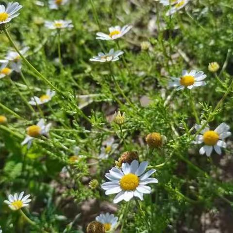 深耕课堂抓细节，线上教学求实效—光华小学线上教研活动