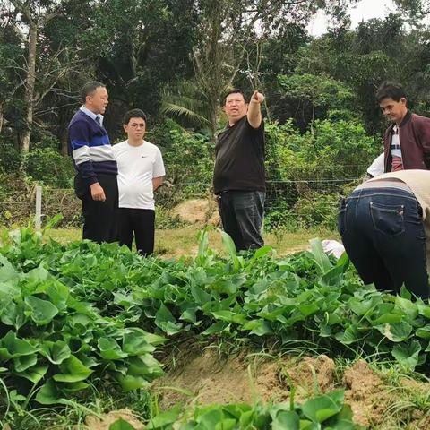 青山村党支部开展田间义务劳动主题党日活动