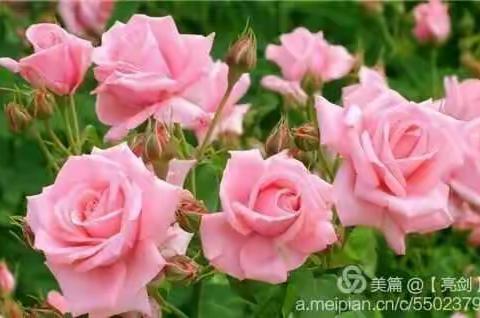 《送你999朵玫瑰》