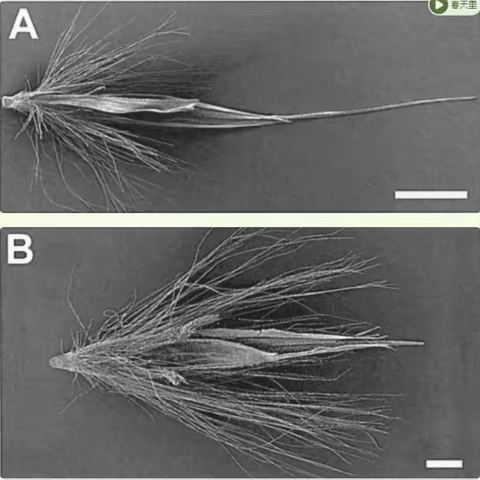 2、芦竹属植物是如何分类的？