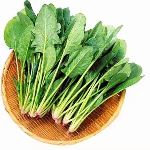 2020年秋季维尼二班种植 菠菜