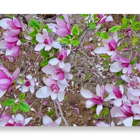 玉兰花