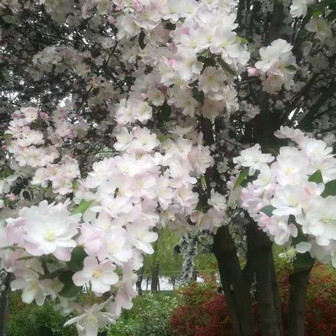 “校园海棠盛，丁香花绽开”－四神庄小学语数学科实践作业展示活动小结