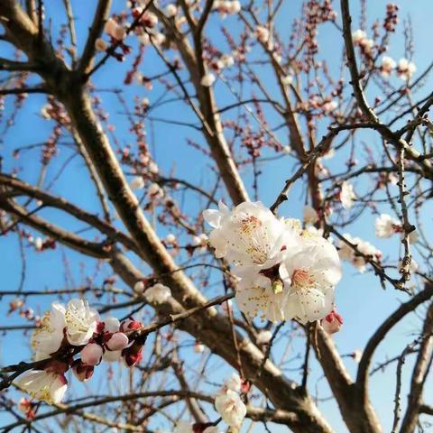 三月花开芬芳日，提质增效进行时－四神庄小学第二周线上教学工作总结