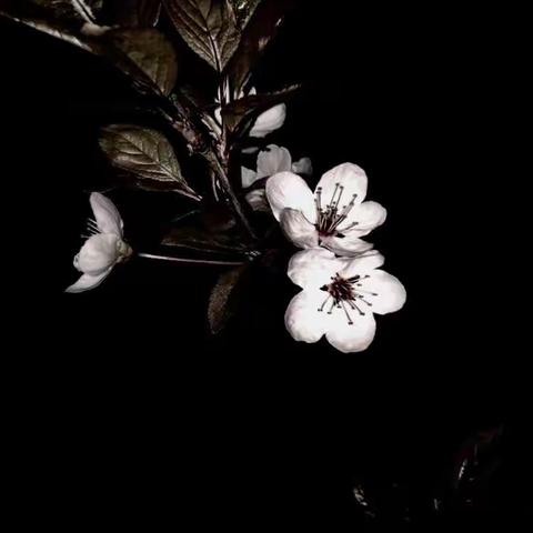 绽放在黑夜里的精灵