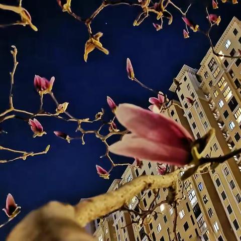 随拍夜玉兰（手机记录）