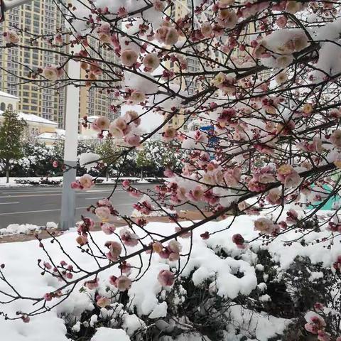 新梅，新雪，新年。温馨，祥和，万福！