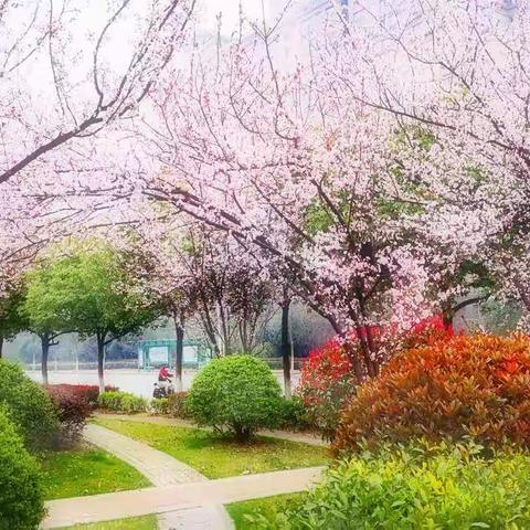 春天，小区的早晨