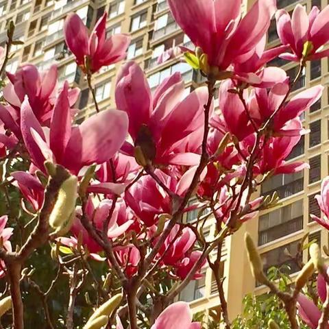 春啊春，小区里的玉兰花