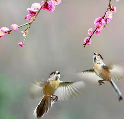 春暖花开，第四周线上教学掠影