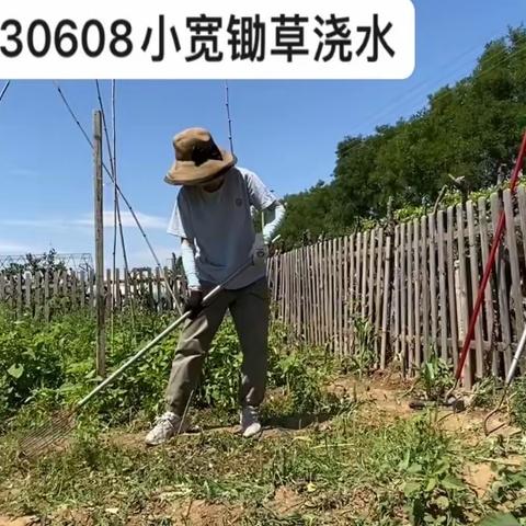 地里收菜