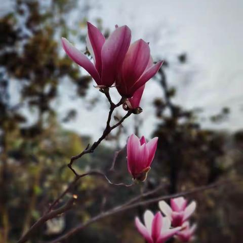 三八节赞肖旗乡机关女同胞