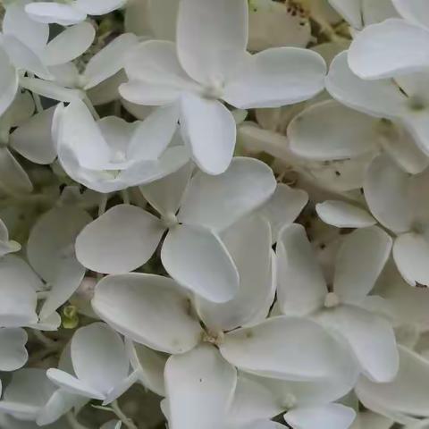 绣球花语