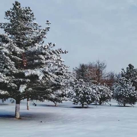 冬日 去志愿军公园看雪