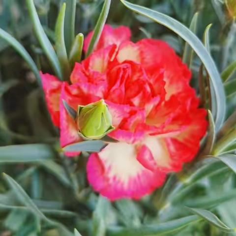 纤纤素手难将鸿毛挪一寸，创先争优不让须眉胜半分！——仓南路学校3.8女神节掠影