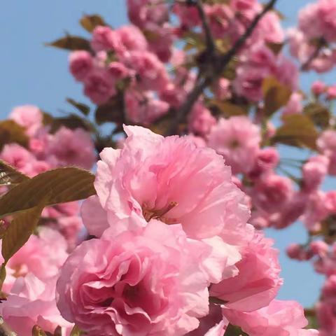 春暖花开烂漫时