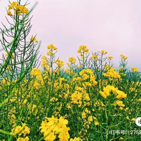 油菜花