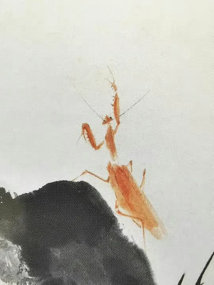 螳螂的画法 王雪涛画螳螂•神勇无比 孙铭•编制