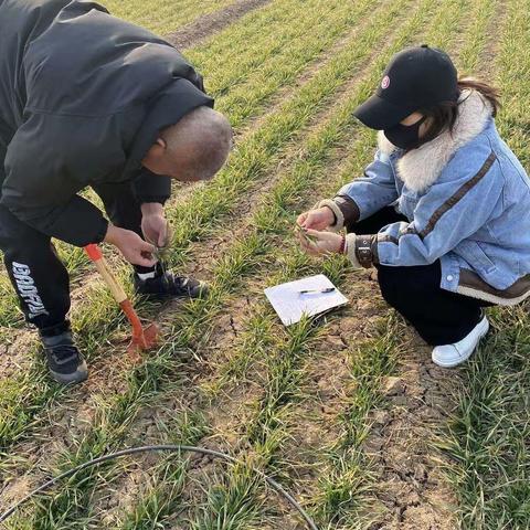 小麦春管正当时，乾州农技在行动