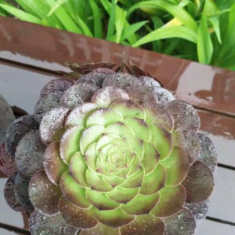 夏天来了！小雨☔️沙沙