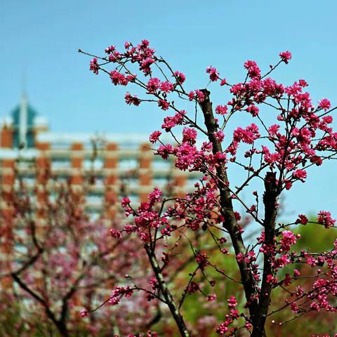 桃花依旧笑春风