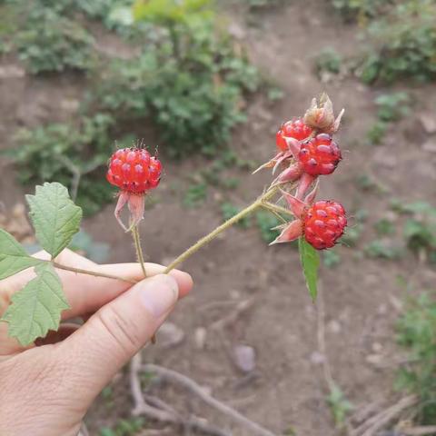 美丽夏李，缤纷绚丽