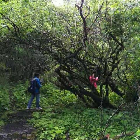 邓生沟原始森林