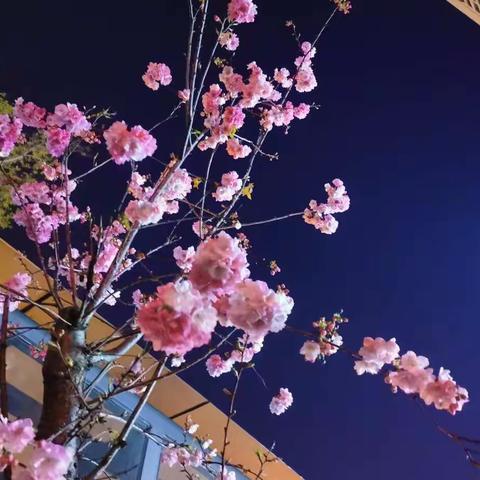 春暖花开