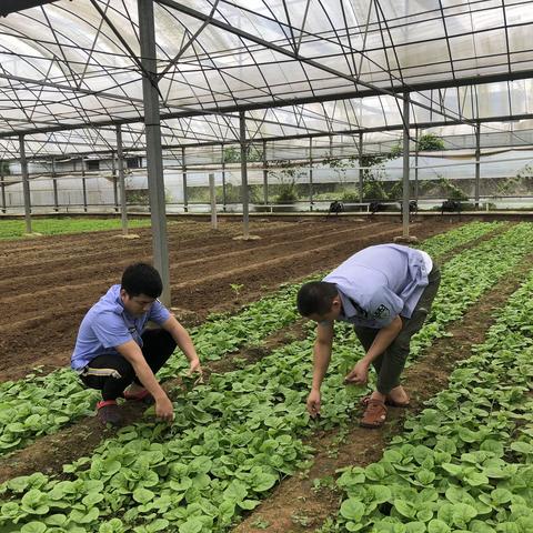 琼山区凤翔街道监测员做好五一劳动节期间田间开展工作情况