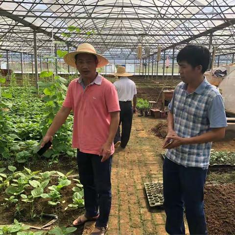 区农林局局长李茂顺对凤翔街道进行灾后叶菜生产进行调研指导