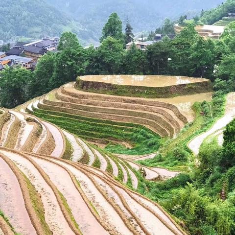 金坑梯田端午水