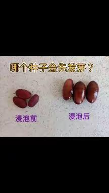 哪个种子会先发芽呢？