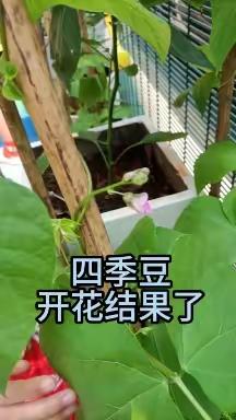 四季豆开花结果了