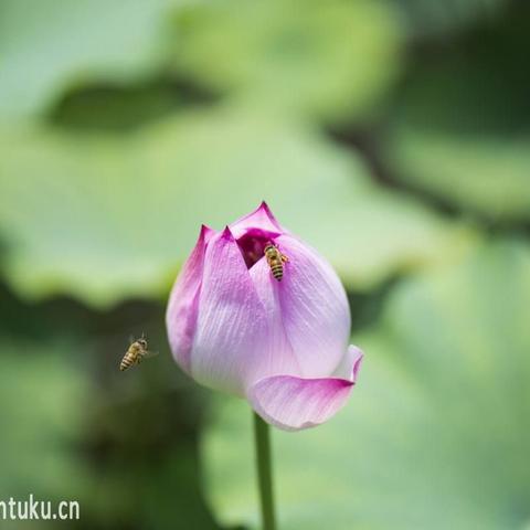 蓓蕾初绽放 诗心润童年