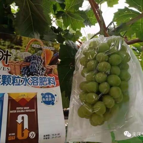 沃叶大量元素颗粒肥帮助种植户高产丰收