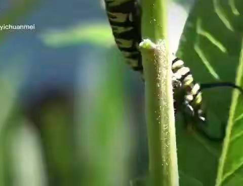 中班年级组居家生活学习指导反馈——生命科学篇