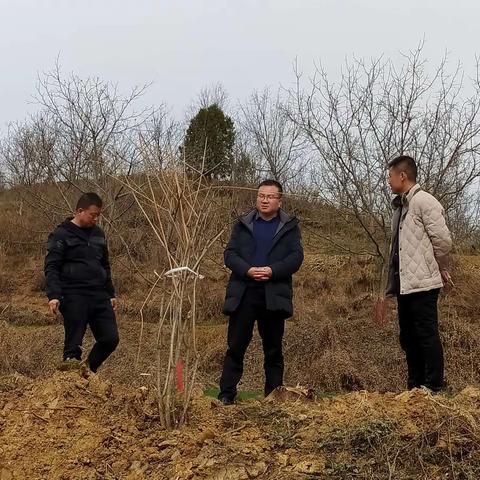 【“三抓三促”进行时】林业站技术人员在红川镇东槐村、韩庄村指导栽植连翘（2）