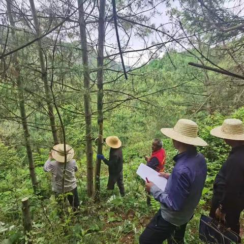 【“三抓三促”行动进行时】林业站开展林业有害生物防治工作（十）