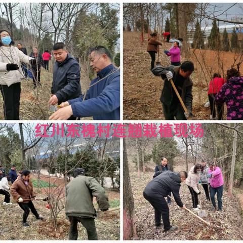 【“三抓三促”进行时】林业站技术人员在红川镇吕坝村、东槐村、韩庄村指导栽植连翘（三）