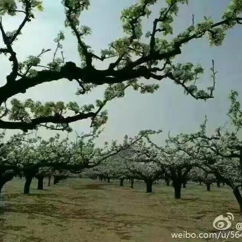 生态田庙，醉美故道。2018中国·商丘第六届湿地花海徒步穿越活动