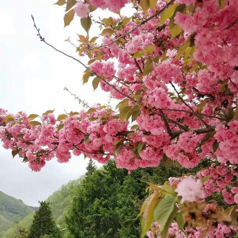 弦歌不辍，芳华待灼—关坪九年一贯制学校优质课活动文科组剪影之二