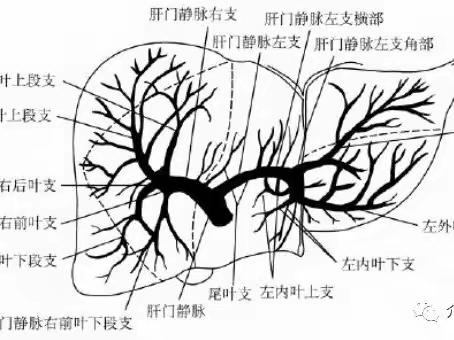 门静脉系统