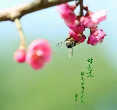 “春暖花开，待美好如期而至”——贾小三年级空中教学在行动！